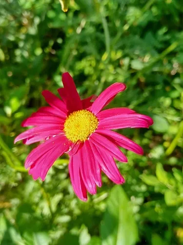 Pyrethrum