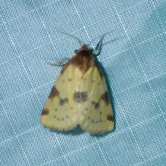 Obtuse Yellow thumbnail 3