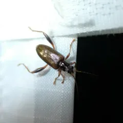 Girdle-horned Pond Lily Leaf Beetle thumbnail 4