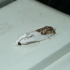 Giant Eucosma Moth thumbnail 3