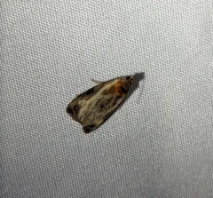Inornate Olethreutes Moth thumbnail 4