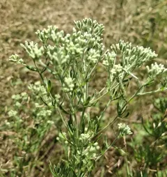 hyssopleaf thoroughwort thumbnail 4