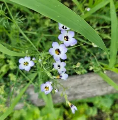 bird's-eye gilia thumbnail 3