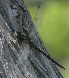 Taper-tailed Darner thumbnail 2
