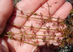 Wall Bedstraw thumbnail 3