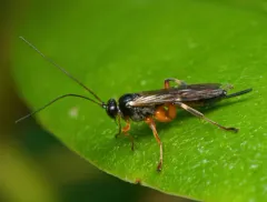 Pimpla aequalis thumbnail 1