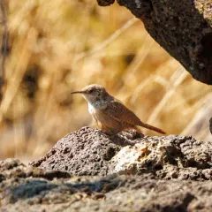 Canyon Wren thumbnail 4