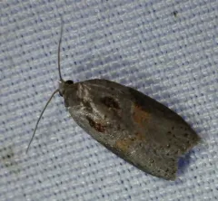 Stained-back Leafroller Moth thumbnail 3