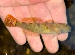 Cedar Sculpin thumbnail 1