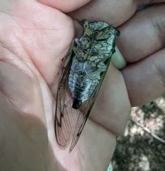 Linne's Cicada thumbnail 3