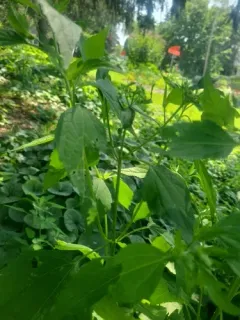 Siam weed thumbnail 3