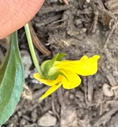 Baker's violet thumbnail 1