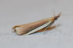 Rosy Peoria Moth thumbnail 3