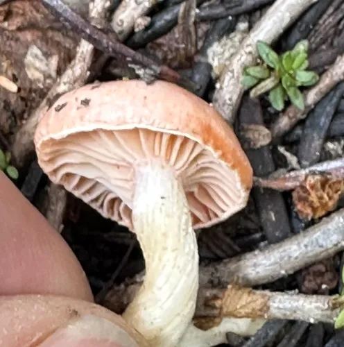 Hygrophorus goetzei