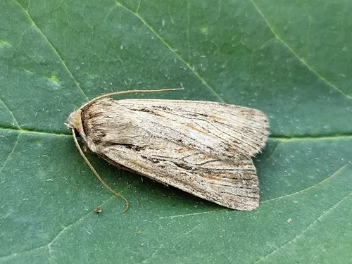Protogygia enalaga