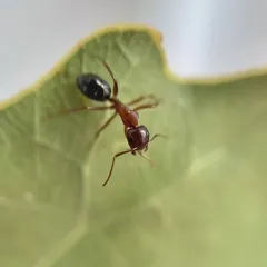Bicolored Arboreal Carpenter Ant thumbnail 3