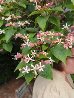 Harlequin glorybower thumbnail 3