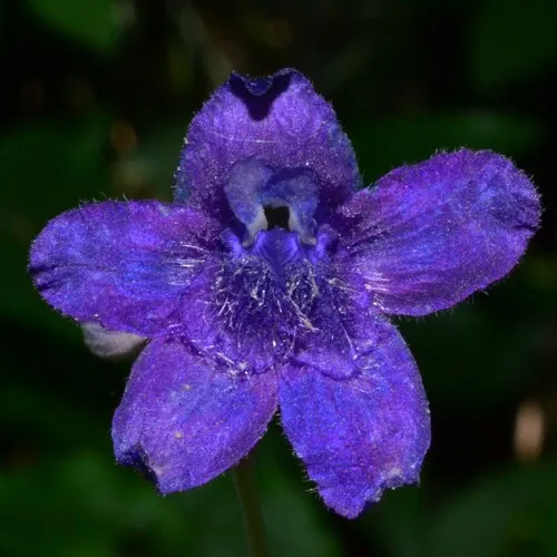 Nuttall's larkspur