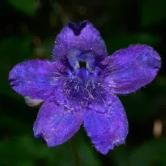 Nuttall's larkspur thumbnail 1