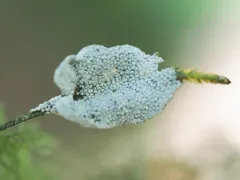 Diderma spumarioides thumbnail 3