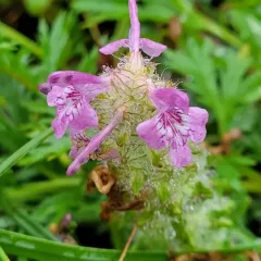 Whorled Lousewort thumbnail 4