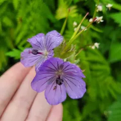 woolly cranesbill thumbnail 3