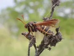 Oak Stump Borer Moth thumbnail 3