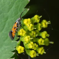Neoheliodines nyctaginella thumbnail 3