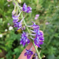 Subalpine Larkspur thumbnail 1