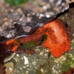 Orange Sea Cucumber thumbnail 3