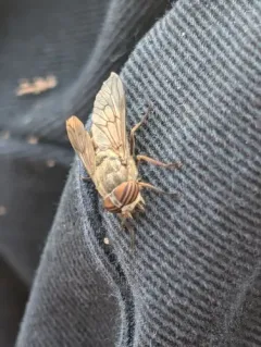 Hybomitra frontalis thumbnail 4