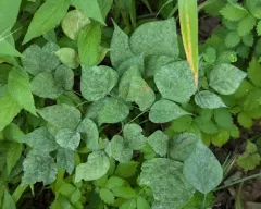 Erysiphe diffusa thumbnail 4