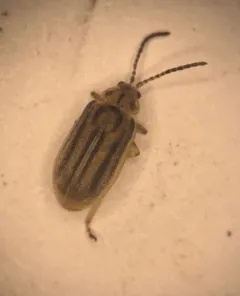 Boneset Leaf Beetle thumbnail 3
