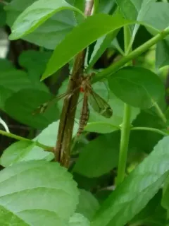 Tipula valida thumbnail 2