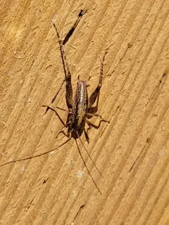Pristoceuthophilus cercalis thumbnail 4