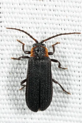Eropterus trilineatus