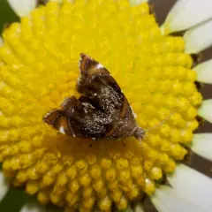 Skullcap Skeletonizer Moth thumbnail 4