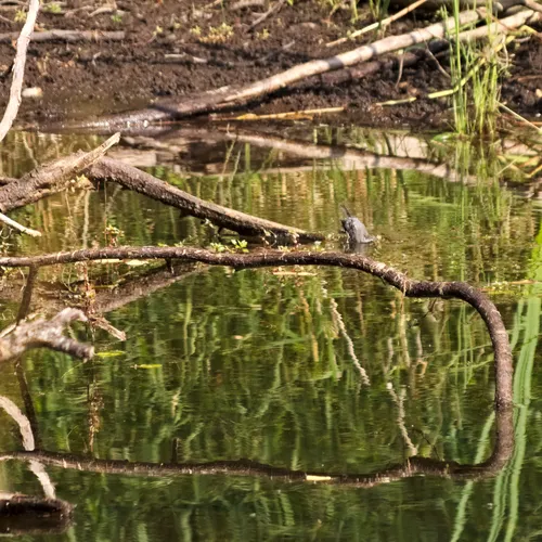 Black-throated Gray Warbler