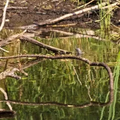 Black-throated Gray Warbler thumbnail 1