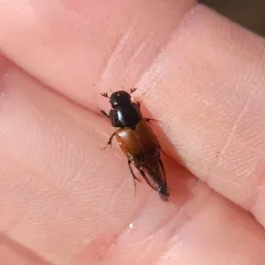 Acrossus rubripennis thumbnail 3
