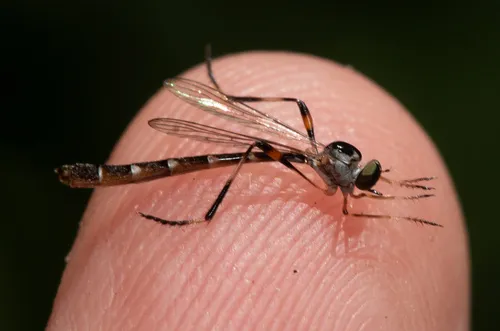 Leptogaster atridorsalis