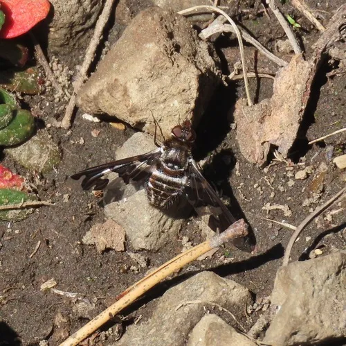 Dorcadion Bee Fly