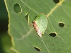 Archasia auriculata thumbnail 3