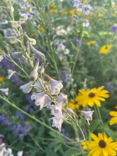 tall larkspur thumbnail 1