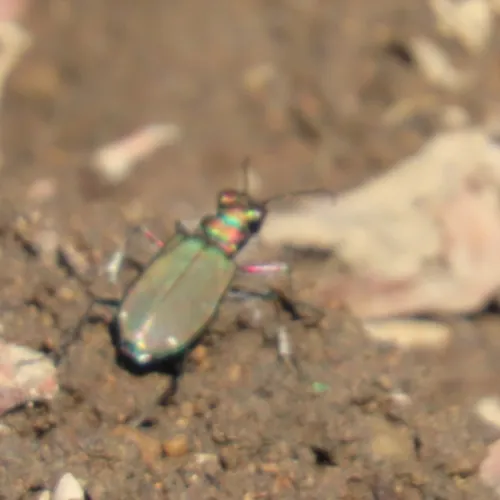 Western Tiger Beetle