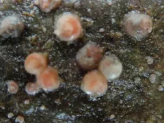 Paradexiospira vitrea thumbnail 2