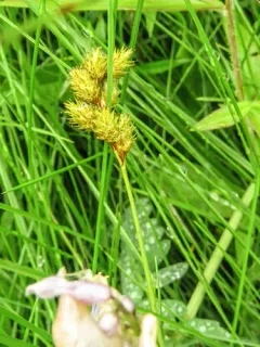tinged sedge thumbnail 2