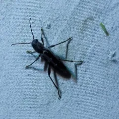 Arrowhead Borer thumbnail 3