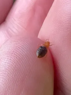 Eastern Bat Bug thumbnail 3