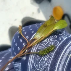 ribbon-leaved pondweed thumbnail 4